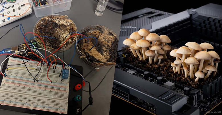 Mushrooms The Unlikely